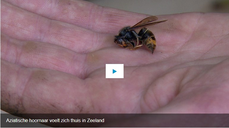 Hobby-imker uit de Schoondijke gemeente Sluis Zeeuws-Vlaanderen: 'Ik zag een onbekende insect mijn bijen aanvallen'